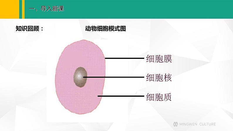 人教版(2024版)七年级生物上册课件 1.2.4 细胞的生活03