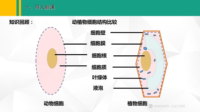 人教版(2024版)七年级生物上册课件 1.2.4 细胞的生活04