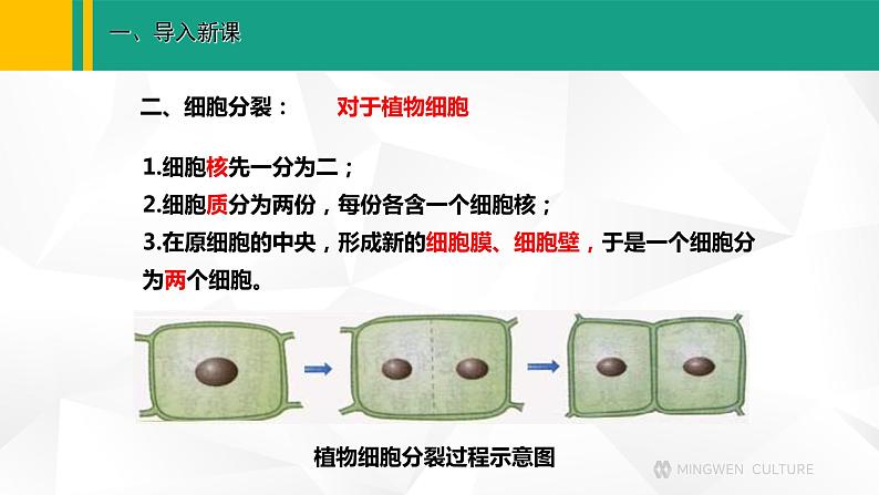 人教版(2024版)七年级生物上册课件 1.3.1 细胞通过分裂产生新细胞06