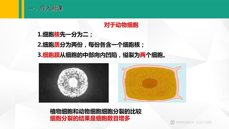 人教版(2024版)七年级生物上册课件 1.3.1 细胞通过分裂产生新细胞07