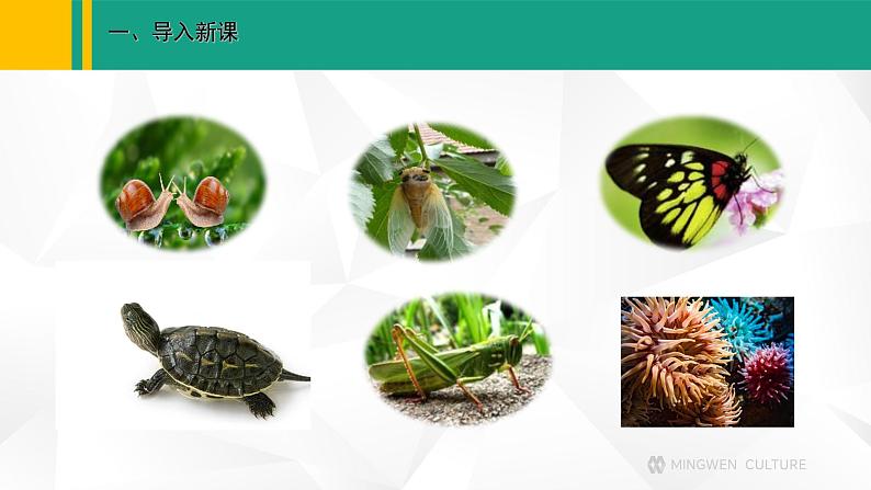 人教版(2024版)七年级生物上册课件 2.2.1 无脊椎动物03