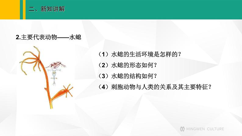 人教版(2024版)七年级生物上册课件 2.2.1 无脊椎动物07