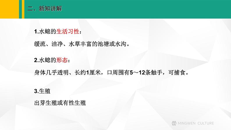 人教版(2024版)七年级生物上册课件 2.2.1 无脊椎动物08