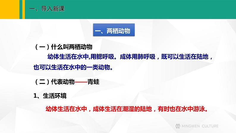 人教版(2024版)七年级生物上册课件 2.2.2 脊椎动物 二、两栖动物和爬行动物03
