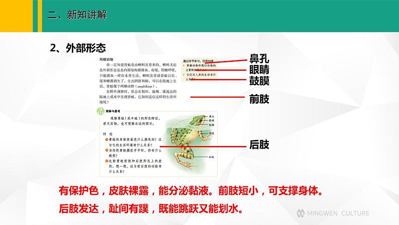 人教版(2024版)七年级生物上册课件 2.2.2 脊椎动物 二、两栖动物和爬行动物04