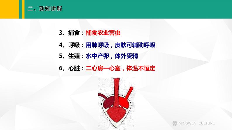 人教版(2024版)七年级生物上册课件 2.2.2 脊椎动物 二、两栖动物和爬行动物05