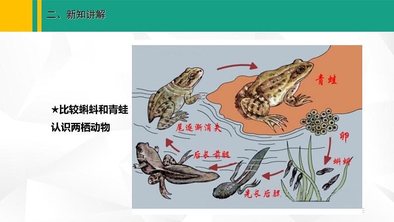 人教版(2024版)七年级生物上册课件 2.2.2 脊椎动物 二、两栖动物和爬行动物06