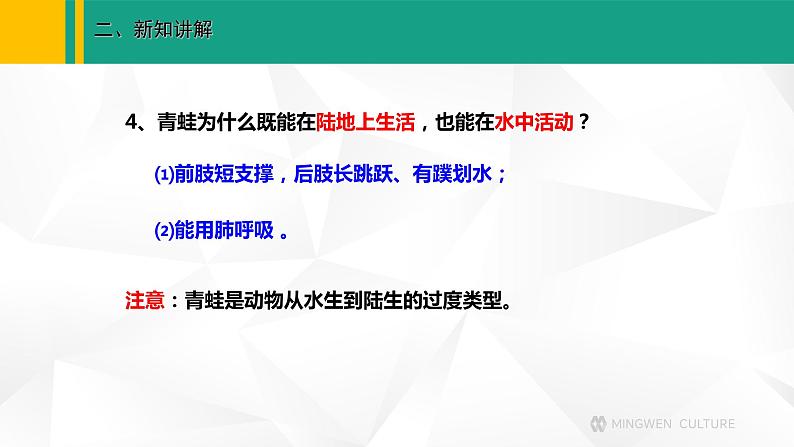 人教版(2024版)七年级生物上册课件 2.2.2 脊椎动物 二、两栖动物和爬行动物08