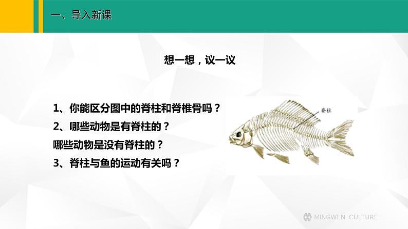 人教版(2024版)七年级生物上册课件 2.2.2 脊椎动物 一、鱼02