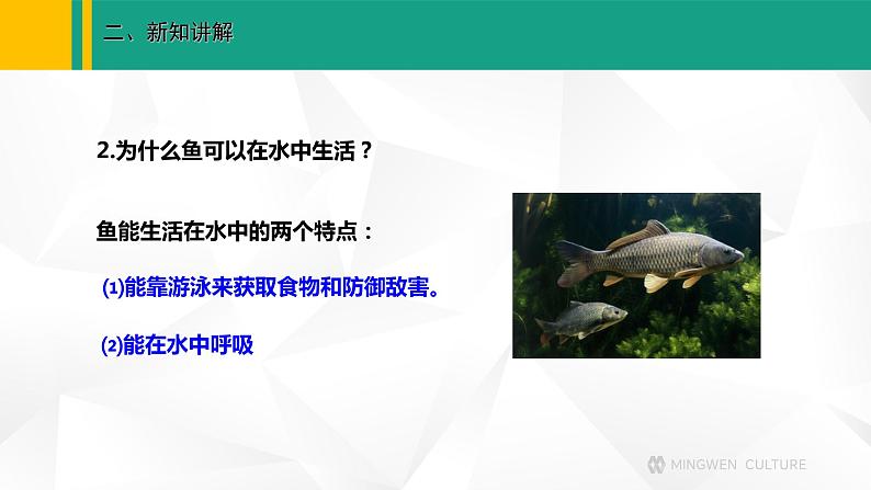 人教版(2024版)七年级生物上册课件 2.2.2 脊椎动物 一、鱼04