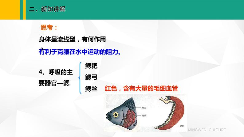 人教版(2024版)七年级生物上册课件 2.2.2 脊椎动物 一、鱼07