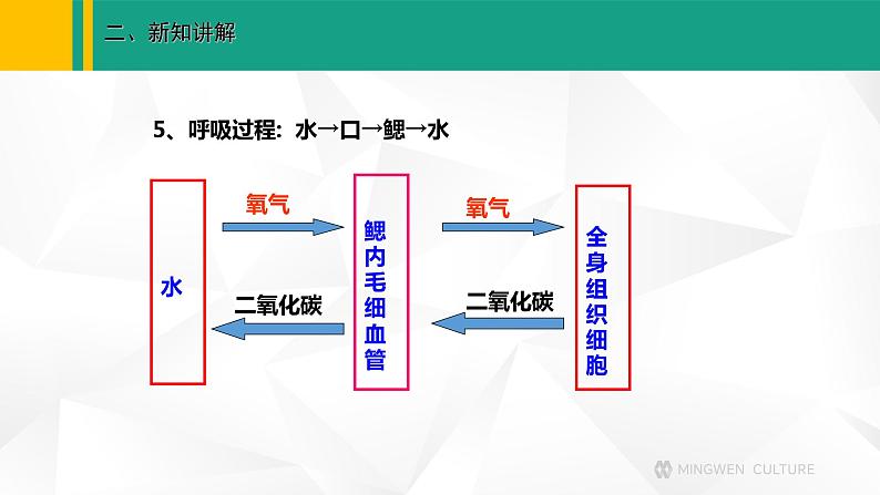 人教版(2024版)七年级生物上册课件 2.2.2 脊椎动物 一、鱼08
