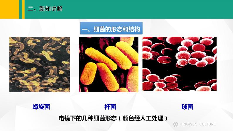 人教版(2024版)七年级生物上册课件 2.3.2 细菌04