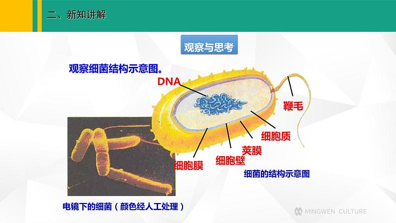 人教版(2024版)七年级生物上册课件 2.3.2 细菌06