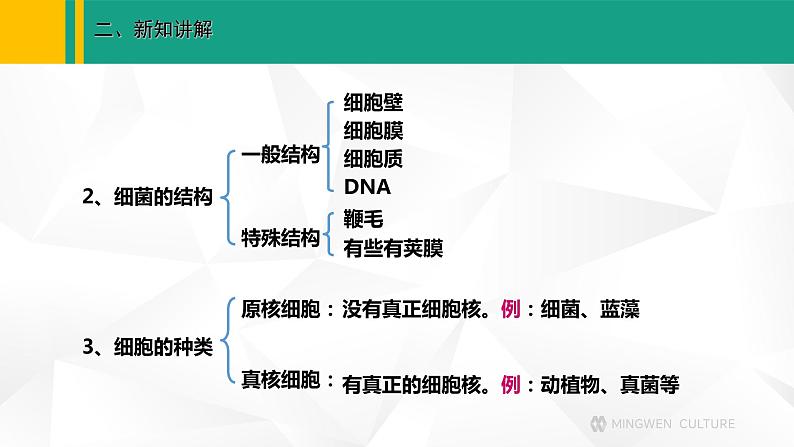 人教版(2024版)七年级生物上册课件 2.3.2 细菌07