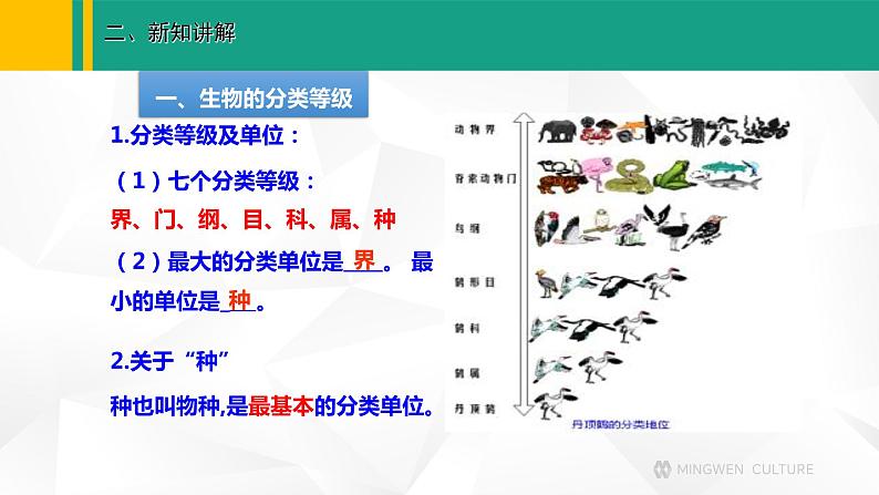 人教版(2024版)七年级生物上册课件 2.4.2 从种到界03