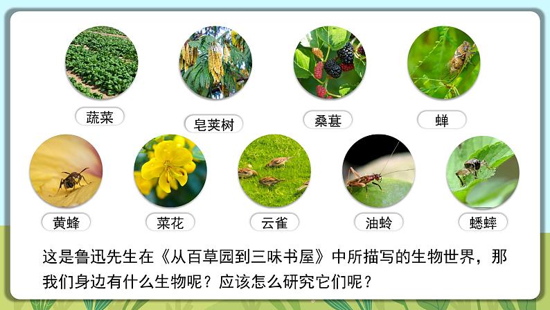 人教版生物七年级上册 1.1.1 观察周边环境中的生物 同步课件05