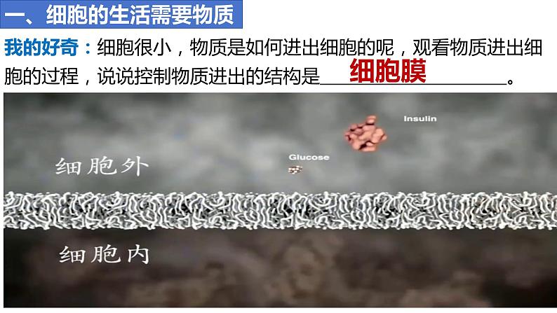 人教版生物七年级上册 1.2.4 细胞的生活 同步课件第8页