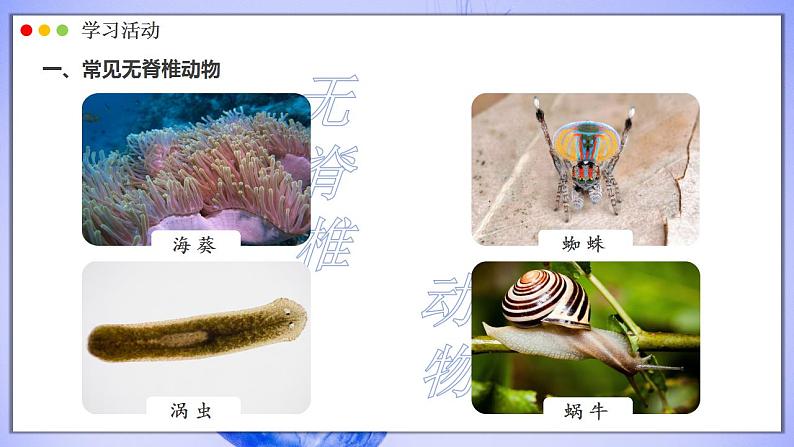 人教版生物七年级上册 2.2.1 无脊椎动物 同步课件04