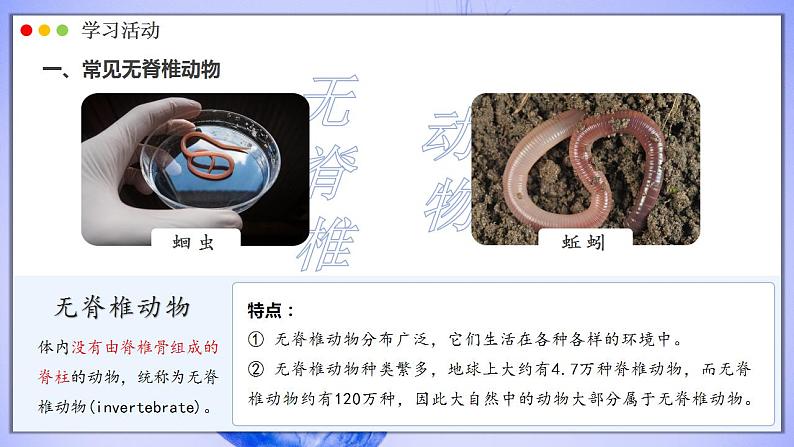 人教版生物七年级上册 2.2.1 无脊椎动物 同步课件05