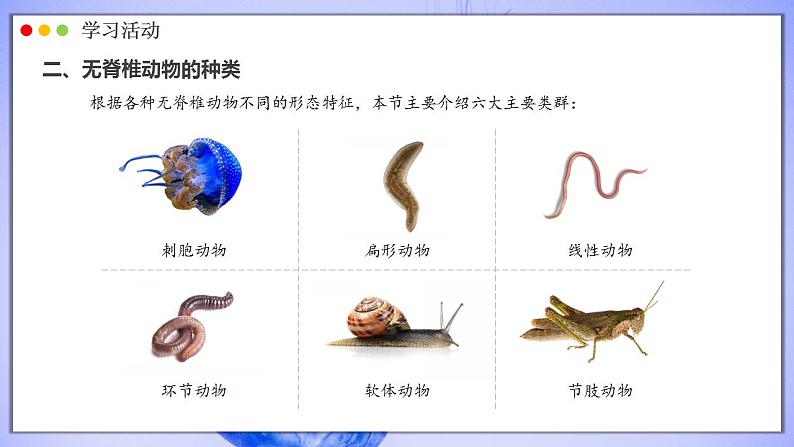 人教版生物七年级上册 2.2.1 无脊椎动物 同步课件06