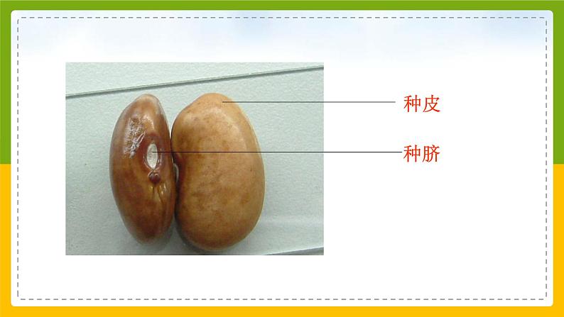 北师大版生物七年级上册 3.5.1 种子萌发形成幼苗 教学课件02