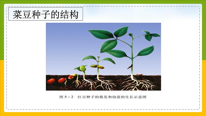 北师大版生物七年级上册 3.5.1 种子萌发形成幼苗 教学课件04