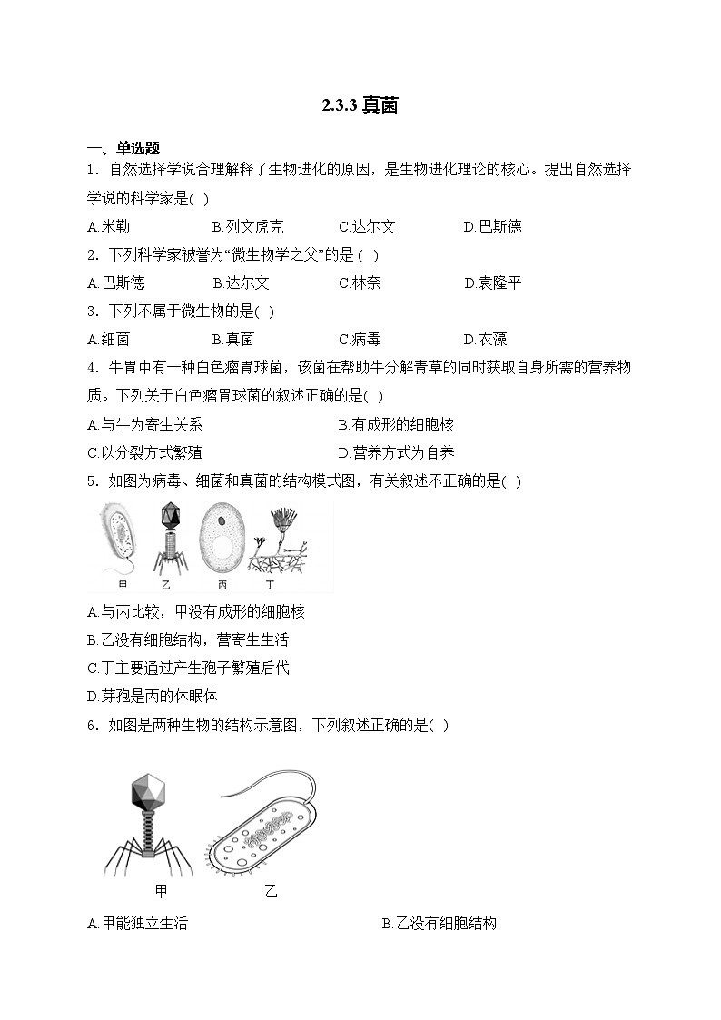 2.3.3 真菌——人教版(2024)七年级生物上册同步课时作业01