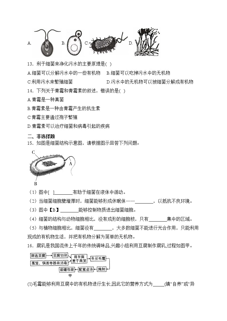 2.3.3 真菌——人教版(2024)七年级生物上册同步课时作业03