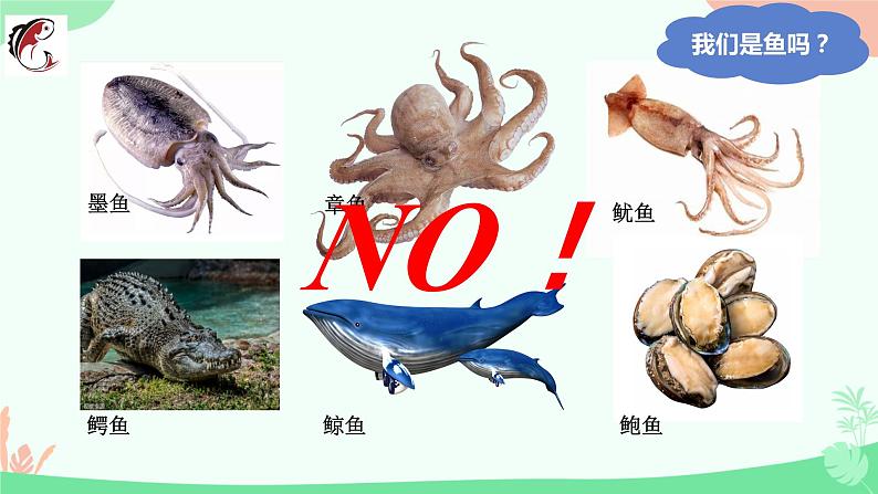 【核心素养】人教版初中生物八年级上册5.1.4《鱼》课件+课时练习+教案(含教学反思)04