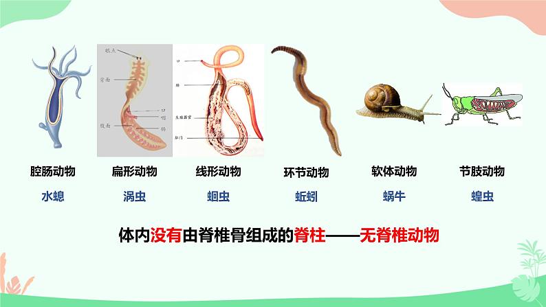 【核心素养】人教版初中生物八年级上册5.1.4《鱼》课件+课时练习+教案(含教学反思)05
