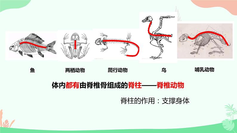 【核心素养】人教版初中生物八年级上册5.1.4《鱼》课件+课时练习+教案(含教学反思)06