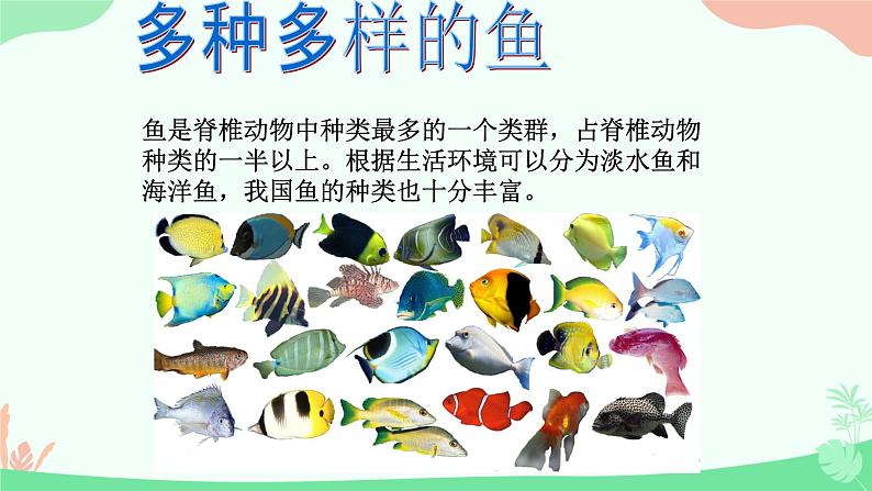 【核心素养】人教版初中生物八年级上册5.1.4《鱼》课件+课时练习+教案(含教学反思)08