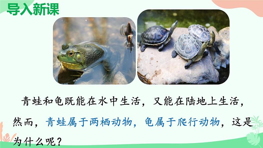 【核心素養(yǎng)】人教版初中生物八年級上冊5.1.5《兩棲動物和爬行動物》課件第3頁