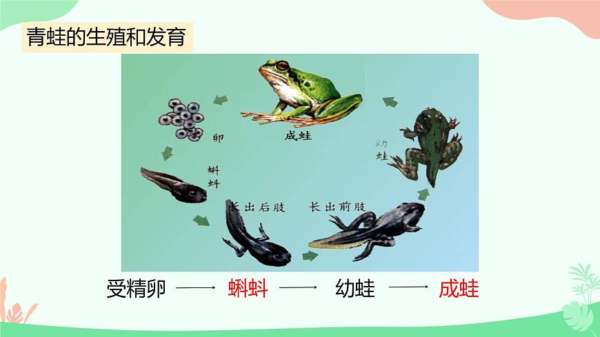 【核心素養(yǎng)】人教版初中生物八年級上冊5.1.5《兩棲動物和爬行動物》課件第4頁