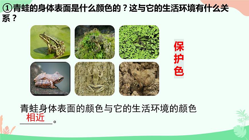 【核心素養(yǎng)】人教版初中生物八年級上冊5.1.5《兩棲動物和爬行動物》課件第8頁