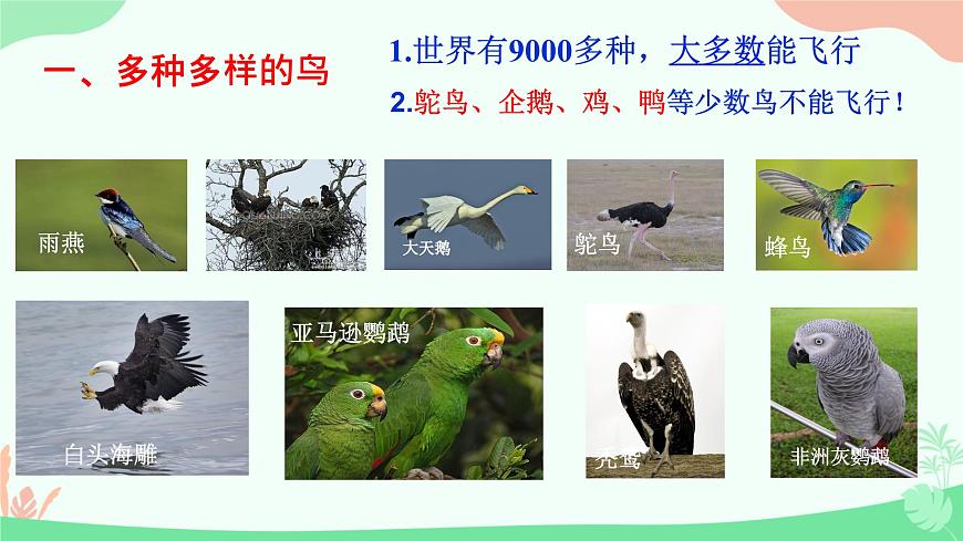 【核心素養(yǎng)】人教版初中生物八年級(jí)上冊(cè)5.1.6《鳥》課件第4頁