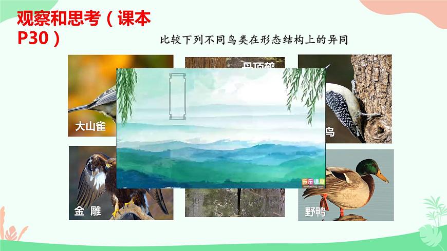 【核心素養(yǎng)】人教版初中生物八年級(jí)上冊(cè)5.1.6《鳥》課件第5頁