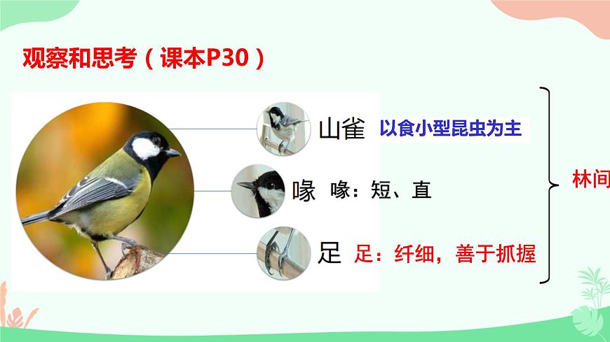 【核心素養(yǎng)】人教版初中生物八年級(jí)上冊(cè)5.1.6《鳥》課件第6頁