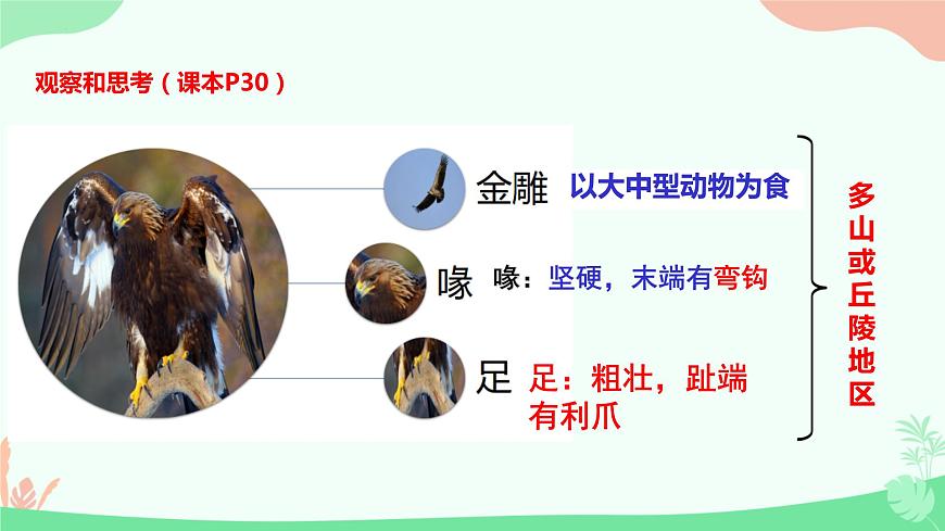 【核心素養(yǎng)】人教版初中生物八年級(jí)上冊(cè)5.1.6《鳥》課件第7頁