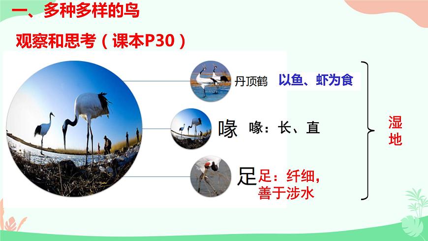 【核心素養(yǎng)】人教版初中生物八年級(jí)上冊(cè)5.1.6《鳥》課件第8頁