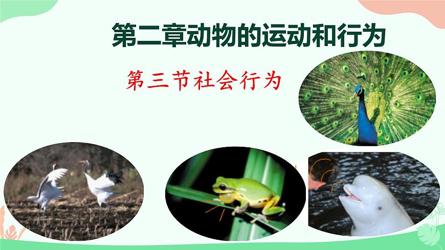 【核心素養(yǎng)】人教版初中生物八年級上冊5.2.3《社會行為》課件第1頁