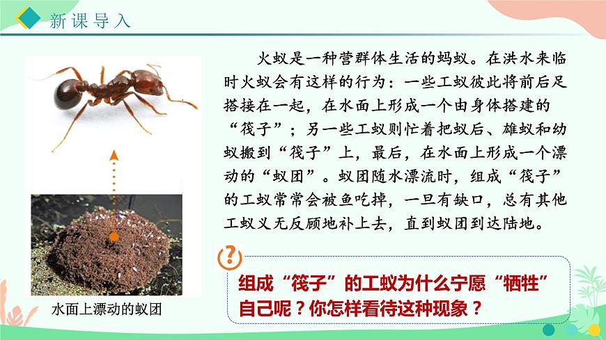 【核心素養(yǎng)】人教版初中生物八年級上冊5.2.3《社會行為》課件第3頁