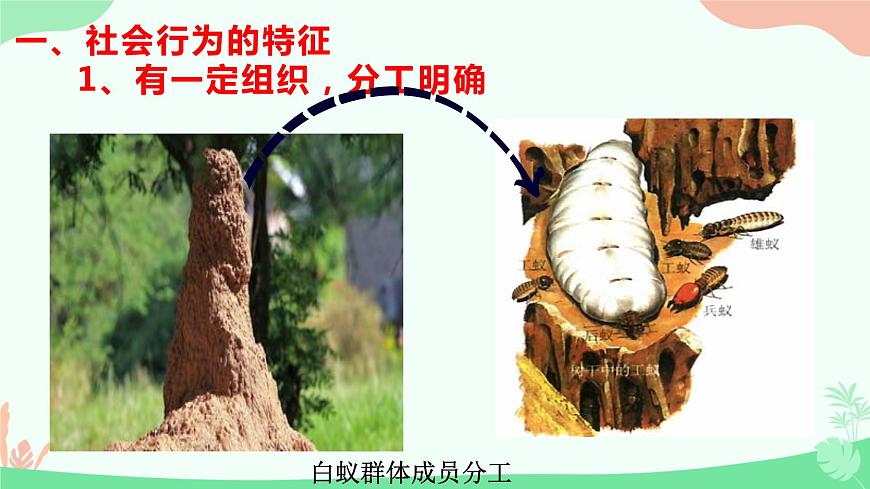 【核心素養(yǎng)】人教版初中生物八年級上冊5.2.3《社會行為》課件第8頁