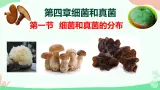 【核心素养】人教版初中生物八年级上册5.4.1《细菌和真菌的分布》课件＋课时练习＋教案（含教学反思）
