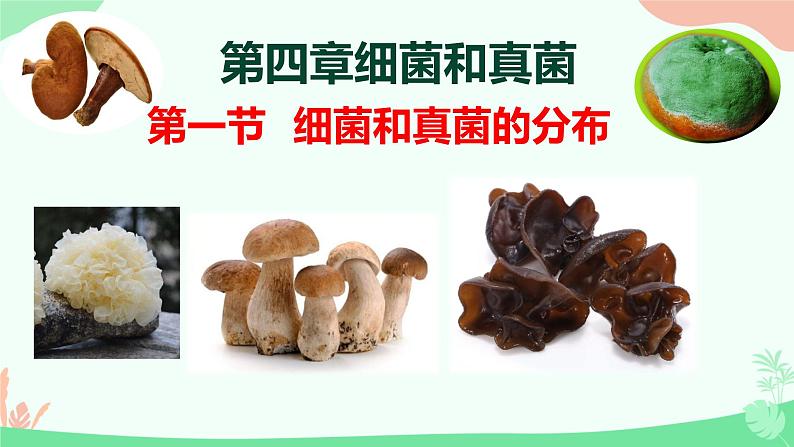 【核心素养】人教版初中生物八年级上册5.4.1《细菌和真菌的分布》课件+课时练习+教案(含教学反思)01