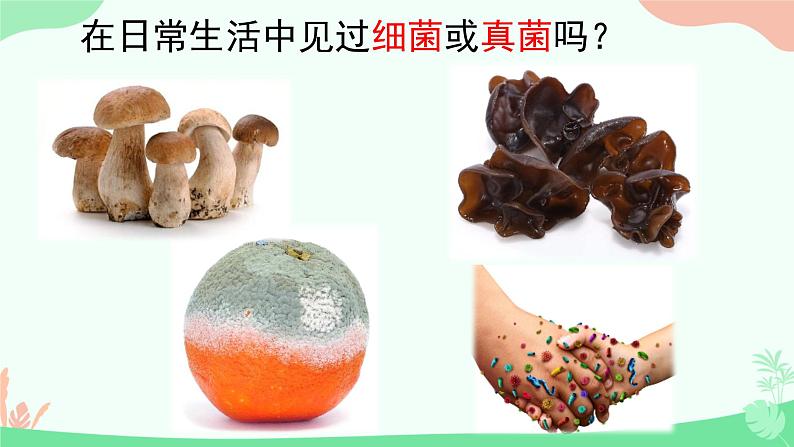 【核心素养】人教版初中生物八年级上册5.4.1《细菌和真菌的分布》课件+课时练习+教案(含教学反思)04