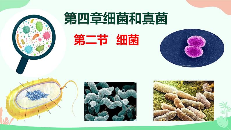 【核心素养】人教版初中生物八年级上册5.4.2《细菌》课件+课时练习+教案(含教学反思)01