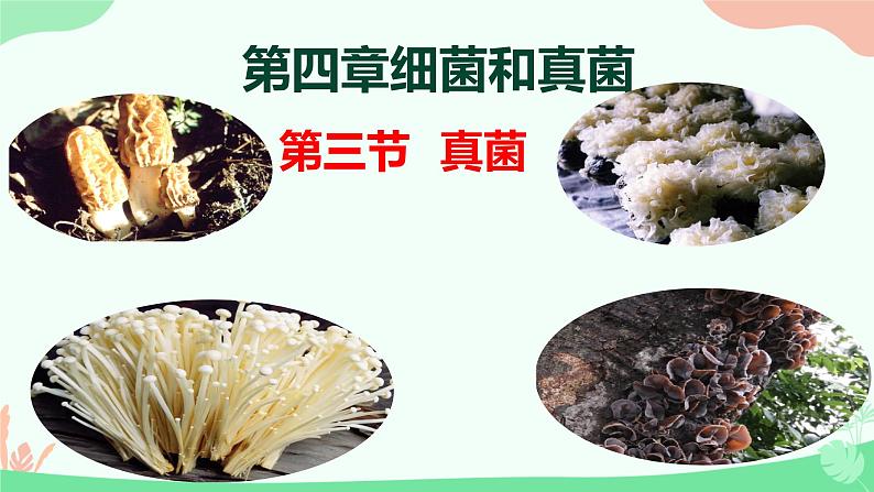 【核心素养】人教版初中生物八年级上册5.4.3《真菌》课件+课时练习+教案(含教学反思)01