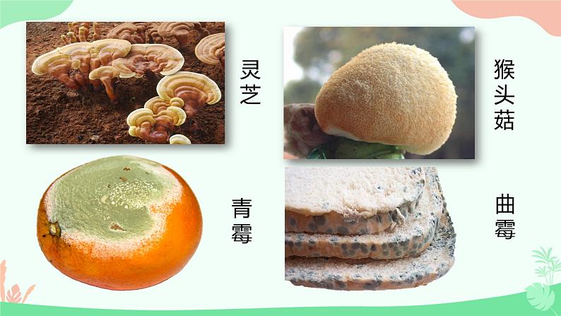 【核心素养】人教版初中生物八年级上册5.4.3《真菌》课件+课时练习+教案(含教学反思)04